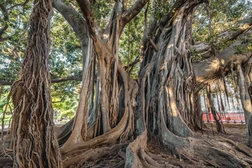 Poster Old Moreton Bay fig tree in Garibaldi park in Palermo city, Sicily Island in Italy © Fotokon