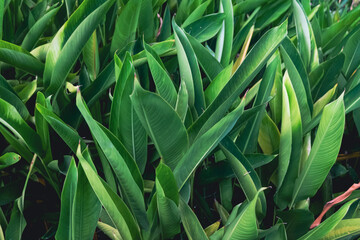 Long green leaves vegetation background with yellow pigments.