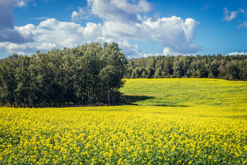 Obraz premium Summer view of rapeseed field in Warmia and Mazury region of Poland