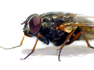 Close-up of a fly on white background (macro)