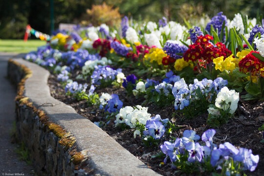 Flowers in bloom at Beacon Hill Park in Victoria, British Columbia, Canada