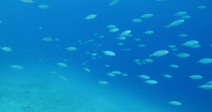 jackfish school underwater jack fish patrolling on the reef ocean scenery scuba divers to see 