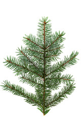spruce branch with needles, isolate on a white background