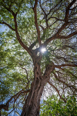 Rays of sunlight peek through the long tangled branches of a Hawaiian Koa tree found on a beach in Lahaina, Maui, Hawaii. 