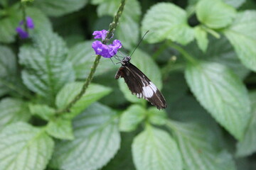 butterfly on flower