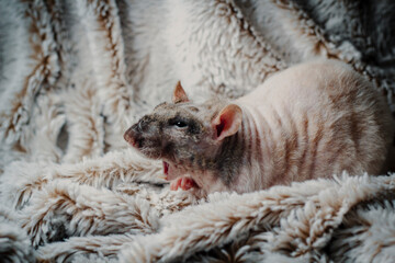 Patchwork Hairless Pet Rat