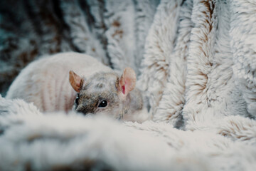 Patchwork Hairless Pet Rat