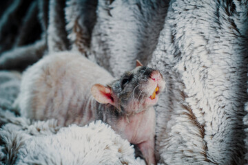 Patchwork Hairless Pet Rat
