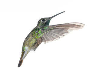 A Rivoli's (magnificent) hummingbird in flight against a white background.
