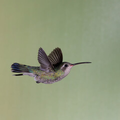 Fototapeta na wymiar A broad-billed hummingbird in flight against a green background. 