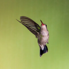 A broad-billed hummingbird in flight against a green background. 