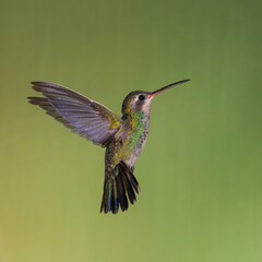 Fototapeta na wymiar A broad-billed hummingbird in flight against a green background. 