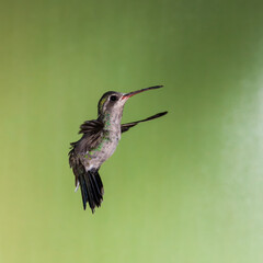 Naklejka na ściany i meble A broad-billed hummingbird in flight against a green background. 