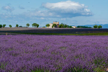 Fototapeta na wymiar Touristic destination in South of France, colorful lavender and lavandin fields in blossom in July on plateau Valensole, Provence.
