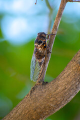 Symbol of Provence, cicada orni insect sits on tree close-up
