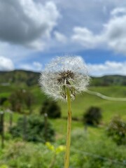 Naklejka premium dandelion on blue sky