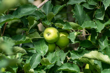 Young green apples growing on apple trees on orchards in Provence, France