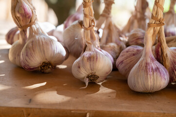 Bunches of young violet organic garlic on market in Provence, France