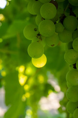 Bunches of white wine muscat grapes ripening on vineyards near Terracina, Lazio, Italy