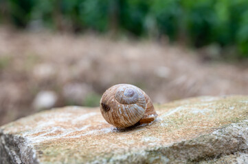 French cuisine, big tasty edible land snails escargot growing on vineyards in Burgugne, France