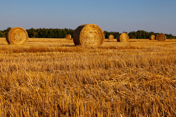 Golden straw twisted into round bales lies on the mown field