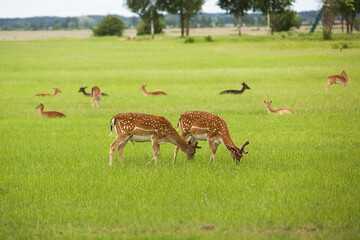 Pair of young deer walks across the field in the reserve.