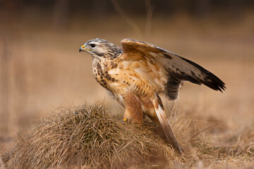 Closeup of a Red-shouldered hawk perched on the dried grass in a field