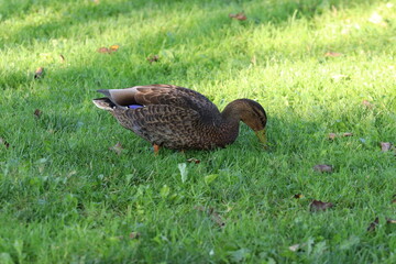 duck in the grass