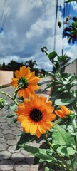 sunflowers in the garden