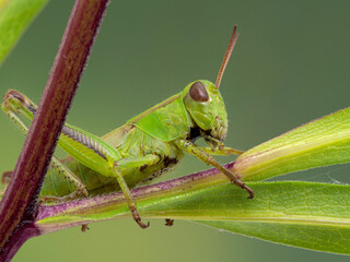 P1010066 juvenile two-striped grasshopper (Melanoplus bivittatus) on colourful leaves, Boundary Bay, Delta cECP 2020