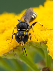 P1010019 tiny squarehead wasp, Ectemnius species, on flower of a common tansy, Tanacetum vulgare, Delta, British Columbia, Canada cECP 2020, vertical