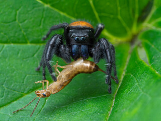 P1010028 male Johnson's jumping spider (Phiddipus johnsoni) eating a  common earwig (Forficula auricularia) cECP 2020