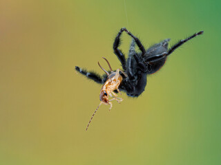 P1010051 male Johnson's jumping spider (Phiddipus johnsoni) eating an earwig while hanging from a thread of web cECP 2020