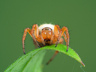 P1010096 juvenile shamrock orbweaver spider, Araneus trifolium, facing camera cECP 2020