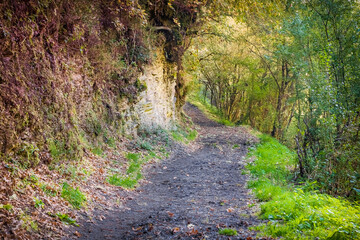 Obraz premium Sun Shining through Trees on the Forest Path outside La Faba on the Way of St James Pilgrimage Trail Camino de Santiago