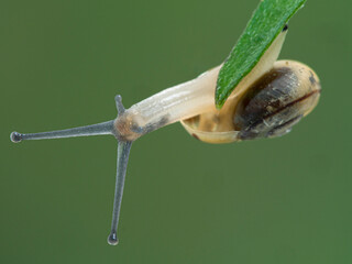 P1010141 banded garden snail, Cepaea nemoralis, on plant stem cECP 2020