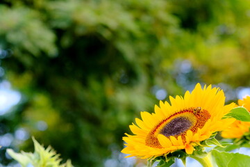 美しいひまわりの花畑