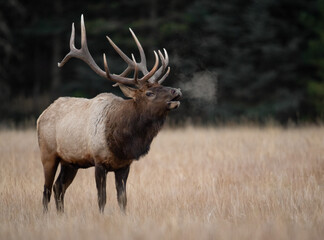 Bull Elk in Winter