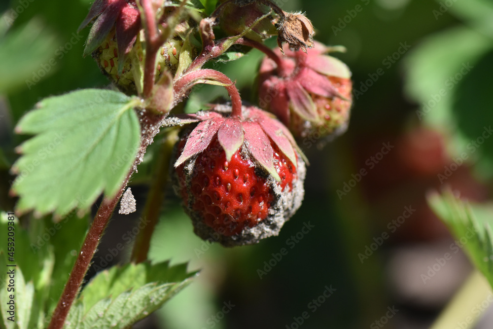 Sticker Closeup shot of a growing Wild strawberry