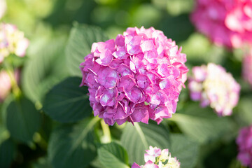 Hydrangeas are colorful and beautiful