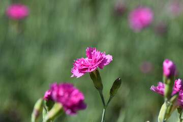 Closeup shot of blooming Sweet William flowers