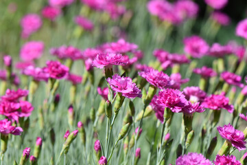Closeup shot of blooming Sweet William flowers