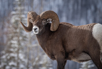 Bighorn Sheep Ram in Alberta Canada