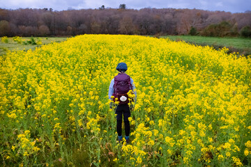 Pilgrim Standing in the Middle of Blooming Rapeseed Field along the Way of St James Pilgrimage Trail Camino de Santiago - obrazy, fototapety, plakaty