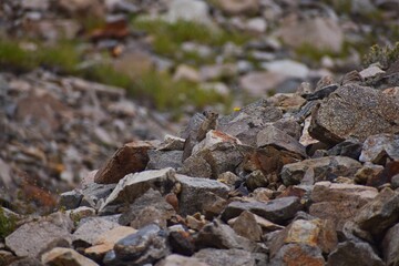 Pika