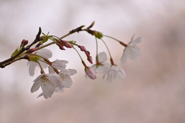 A close-up of cherry blossoms taken in Tokyo, Japan.