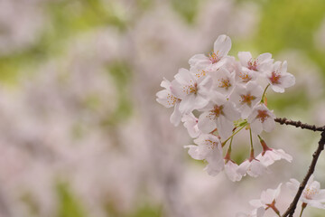 A close-up of cherry blossoms taken in Tokyo, Japan.