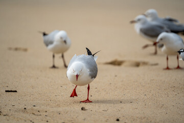 closeup of seagull at the beach walking on the sand