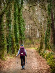 Pilgrim Girl Hiking in the Spring Forest in Galicia along the Way of St James Camino de Santiago - obrazy, fototapety, plakaty