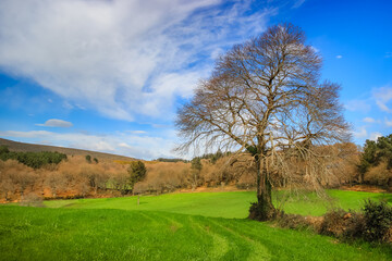 Fototapeta na wymiar Early Spring View of Lone Tree in Green Grass Field along the Way of St James Pilgrimage Trail Camino de Santiago